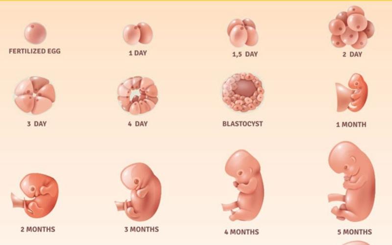 Các giai đoạn của thai kỳ